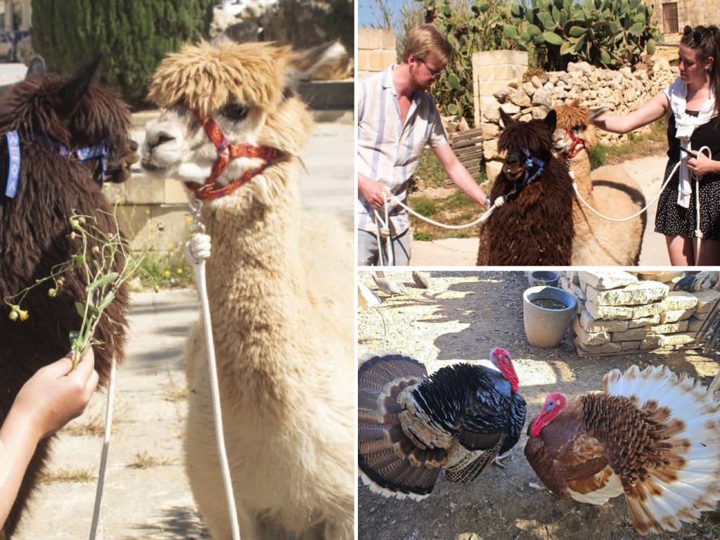 Promenade Alpacas