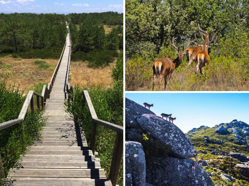 Réserve Naturelle de São Jacinto
