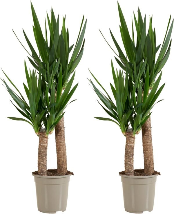 Plante yucca